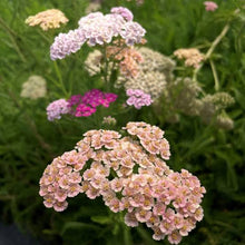 Achillea Millefolium Yarrow Colorado Mix Seeds for growers filling out the Container Planting
