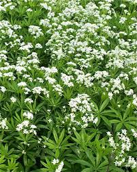 Sweet Woodruff (Asperula galium odorata) Seeds - et of Ornamental Garden Plant for Home Gardening