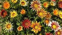 Bronze Star Gazania Seeds (Gazania rigens) for a lasting display in the sunny garden beds