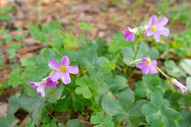 Red Oxalis, Wood Sorrel Oxalis, Purple Oxalis, True Clover Flower, Clover Flower, Perennial Bonsa Seeds, Outdoor for Home Garden  Ornamental Garden Plant Premium Quality Seeds