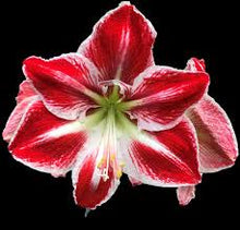 Amaryllis Hippeastrum White Drop of Blood Seeds valued for indoor Seasonal Displays