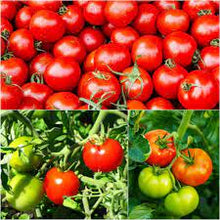 Organic Heirloom Tomato Seeds (Solanum lycopersicum) for growers stocking the Organic Garden