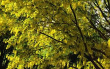 Golden Chain Tree Flowering Tree Seeds (Laburnum anagyroides) for growers establishing the Garden