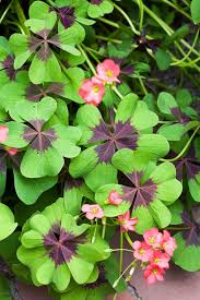 Red Oxalis, Wood Sorrel Oxalis, Purple Oxalis, True Clover Flower, Clover Flower, Perennial Bonsa Seeds, Outdoor for Home Garden  Ornamental Garden Plant Garden Plant Seeds