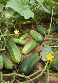 Essential Garden Seeds for gardeners building out beds and borders