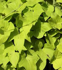 High Yield L Gums Seeds Pomoea Potato Seeds Sweet Potato Plant G Ante L Gum Edible Green Leaves age Of  Ornamental Garden Plant for Home Gardening