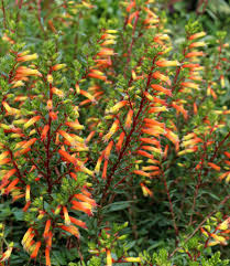 Cuphea Micropetala Candy Corn Semi Perennials Seeds for home growers seeking a reliable harvest