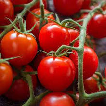 Cherry Tomatoes Seeds (Solanum lycopersicum) for sweet homegrown fruit in the Vegetable Patch & Garden