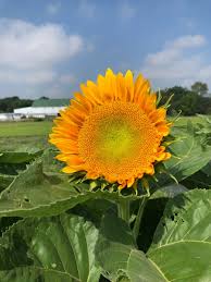 Sunrich Gold Seeds (Helianthus annuus) for a bright addition to the Garden