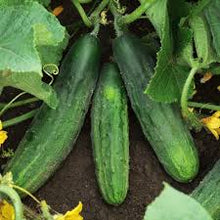 Salad Seeds prized for nutritious Fresh Harvests