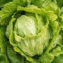 Great Lakes Iceberg Lettuce Seeds for productive rows in the Fresh Garden Salad