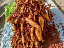 Turmeric Plants for reliable seasonal color