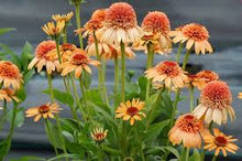 Echinacea 'Supreme Cantaloupe' Seeds (Echinacea purpurea) for productive rows in the Garden