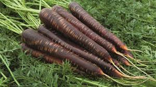 Carrot Daucus Carota Purple Haze Seeds prized among growers for kitchen Fresh Harvest