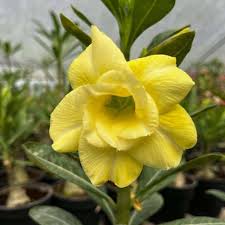 Desert Rose Adenium obesum for ornamental flower gardens