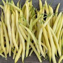 Butterscotch Yellow Eye Bush Beans Seeds for growers stocking a kitchen garden