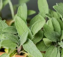 Sage Plants for a fragrant addition to the herb patch
