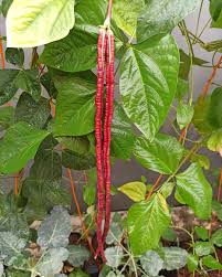 Long Red Bean Vegetable Seeds et  Ornamental Garden Plant for Home Gardening