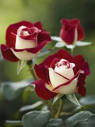 Double Delight Hybrid Rose Flower Seeds in Blue and Brown - et of - Ornamental Garden Plant Premium Quality Seeds