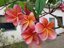 Dark Orange Plumeria Seeds (Plumeria spp.) for growers planting the Tropical Garden