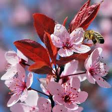 Cherry Blossom Prunus Serrulata Mix Seeds for a homegrown harvest from the Garden Display