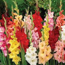 Gladiolus Seeds for a lasting display in the Light Pink Garden