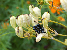 Candy Lily Seeds (Hesperaloe parviflora) for a bright addition to the Garden & Flower Bed
