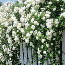 Chinese Rosa Rosa Rosso White Rose Yellow Perfumed Flowers Climbing Plants Seeds for training up trellises and fences