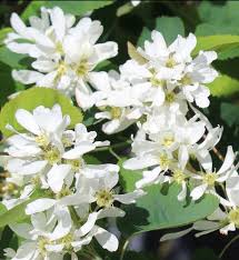 Amelanchier Alnifolia Edible Fall-Resistant Ornamental Garden Plant Garden Plant Seeds