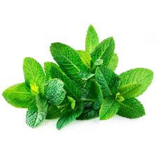 Green Mint Plants for cooks growing their own fresh herbs