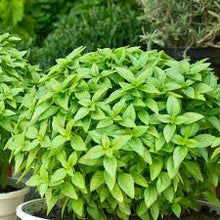 Green basilicum Minimum Plants for growers seeking a long-blooming display