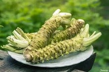 Wasabi Seeds Japanese Horseradish Bonsa Seeds DIY Home Garden  Ornamental Garden Plant Premium Quality Seeds