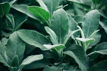 Green Sage Salvia Plants for a fragrant addition to the herb patch