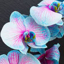 Orchid Seeds for a lasting addition to the Garden Flower Planting