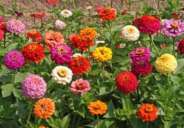 Zinnia Zinnia elegans Pumila Mix flower seeds for planting in home garden beds or planters - for planting in home garden