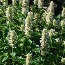 Hyssop Agastache Foeniculum Giant White Flower Seeds for Planting – Pollinator-Friendly Seeds for Backyard Gardening
