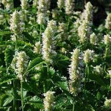 Hyssop Agastache Foeniculum Giant White Flower Seeds for Planting – Pollinator-Friendly Seeds for Backyard Gardening