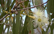 Lemon Scented Gum Eucalyptus Citriodora Seeds for seasonal color across the Flower Urban Garden