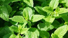 Mint Plants valued for green