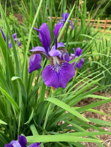 Lila Iris Seeds grown for easy Growing