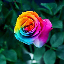 Rainbow Rose Seeds for growers filling out the DIY Garden & Beautiful Striped Bushes