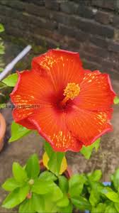 Rare Giant Hibiscus Flower Seeds on the Market, Robust and Beautiful All Year Round, Garden DIY Flower Pot or Courtyard Seeds  Ornamental Garden Plant Garden Plant Seeds