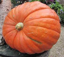 Black Forest Kabocha Pumpkin Plants valued by growers for fall Harvest