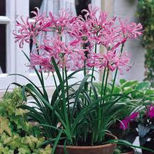 African Lily Pink Seeds for seasonal color across the Home Gardens