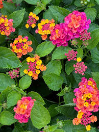 Sunset Lantana Flower Seeds et  Ornamental Garden Plant for Home Gardening