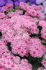 Rose Ageratum Seeds prized for soft, Pink Floral Displays
