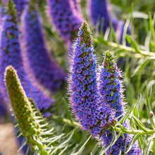 Echium Fastuosum Nattern Seeds for growers seeking a long-blooming display