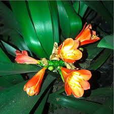 Cheap Clivia Clivia Potted Clivia Bonsa Balcony Flower  Ornamental Garden Plant Premium Quality Seeds
