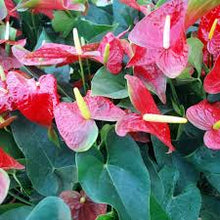 Anthurium Seeds for seasonal color across the Vibrant Indoor & Outdoor Garden Plants