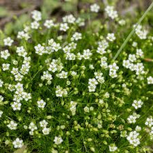 Imported Irish Moss Seeds (Sagina subulata) - Green Beautiful Moss Seeds - Garden Creative Garnish Plant DIY - Free Shipping -  of Ornamental Garden Plants Premium Quality Seeds